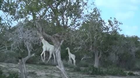 Amazing, white Giraffes Caught On Camera