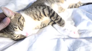 A Cat Nap