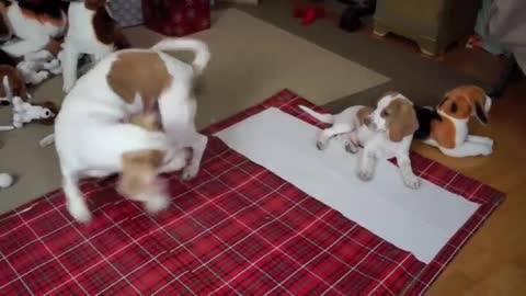 Dog Gets Puppy Christmas Surprise! Cute Dogs Maymo & Potpie