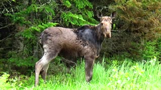 Roadside Moose