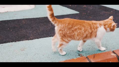 Cute baby 🐈 cat funny cat videos