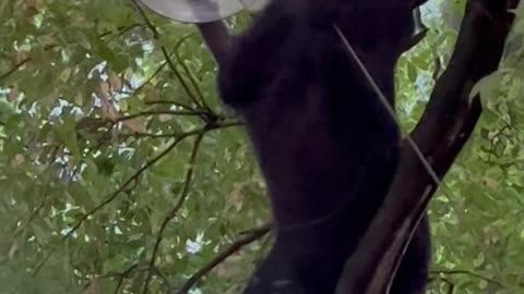 Black Bear Climbs Up Tree for Bird Seed Snack
