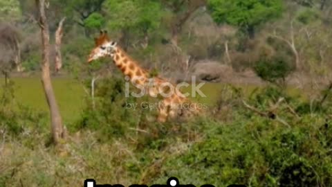 Discover Bandia National Park, Senegal #travel #explore