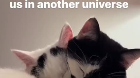 Funny cat animals videos