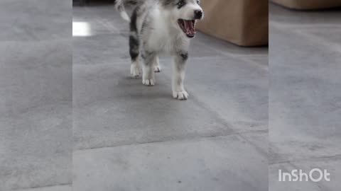 Cute puppy in happy mood