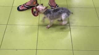 Dog Puts on Its Own Collar