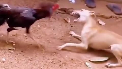 Ayam vs anjing