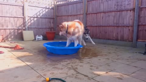 Stubborn Alaskan Malamute Puppy