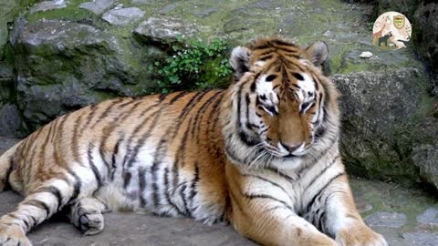 Royal Bengal tiger having rest after lunch..