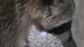 When you ask a raccoon if he's sick, he raises his sore foot and shows it.