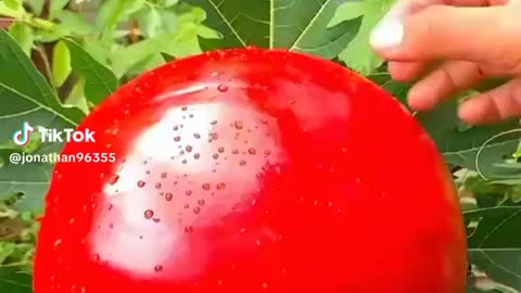 Water melon of china