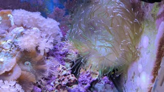 Clownfish lounging in Anemone