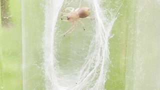 Spider in a web