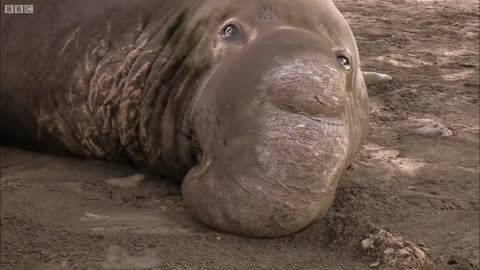Just How BIG are Elephant Seals _ Super Giant Animals _ BBC Earth
