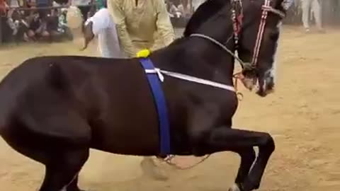 Horse dancing