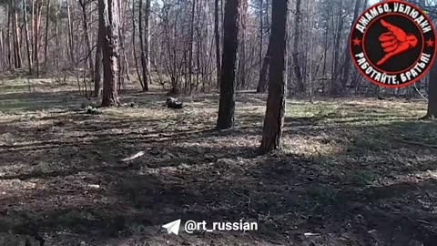 Russian troops are advancing in the forests near Kremennaya