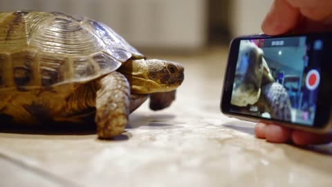 The turtle sees itself in a smartphone. Tortoise make selfie