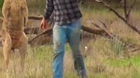 Man Rescues Dog From Fierce Kangaroo