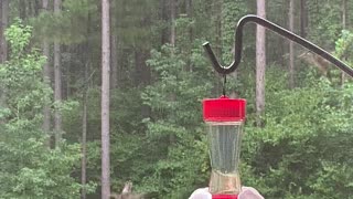 Hummingbirds are a lot like Humans