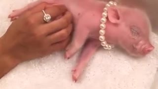 mini pig belly rub