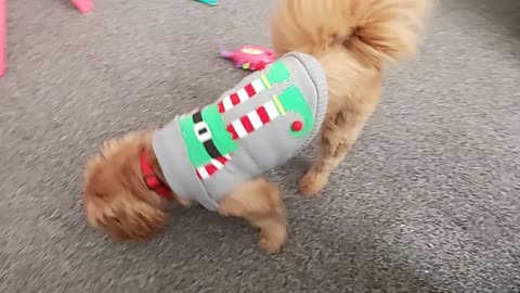 CHRISTMAS JUMPER DOG 2021