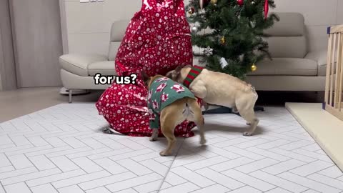 Dogs SHOCKED By Surprise Christmas Present