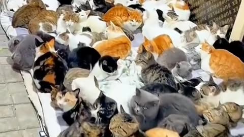 What if you have this many cats