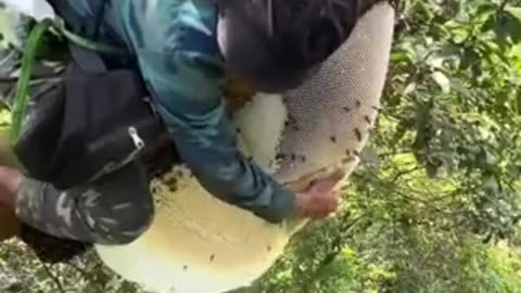 Tree-Top Honey Harvest: Brave Climb and Sweet Rewards