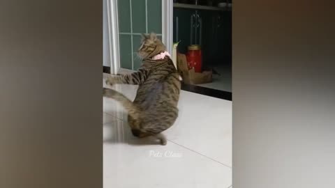 The cat goes crazy trying to catch it