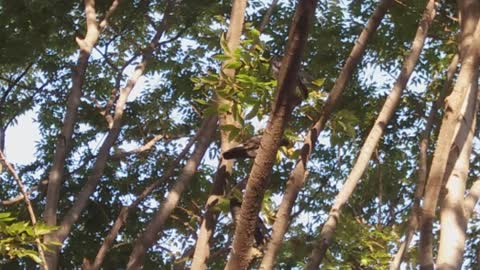 Pigeon perched on zelkova