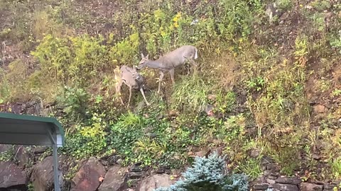 NW NC at The Treehouse 🌳 Deer 🦌 Fawns 🦌 Lady gives Scamp some love 🌳