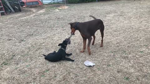 Cooper and Rex go at it hardcore (2/9/18)