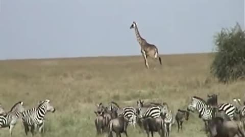 Africa, Tanzania, Serengeti/ The Lion "King Of Africa"