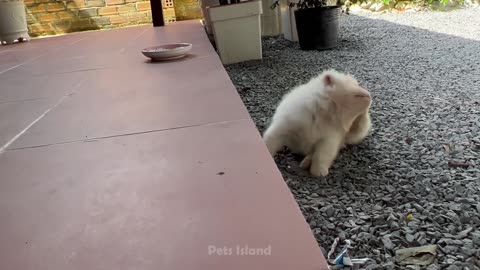 Funniest Dog Videos 🐶😹 - Funniest Animals 2023 | Pets Island