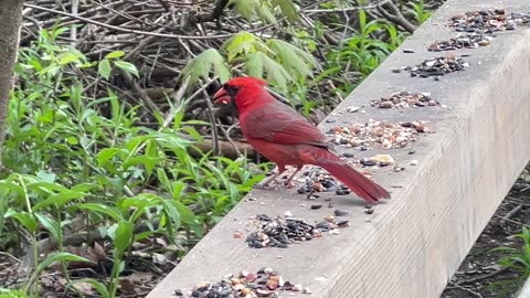 James Gardens Toronto residents