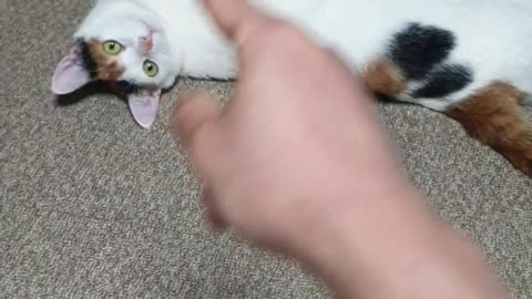 Having fun playing with a cute cat.