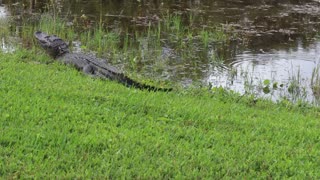 Alligator next to a lake.