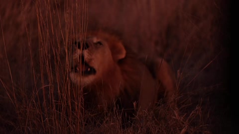 Madikwe male lion