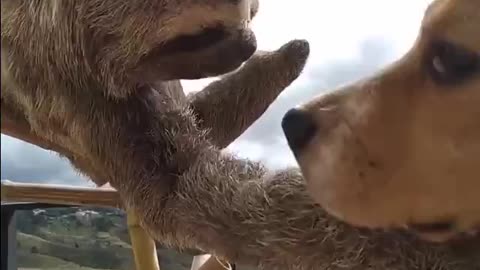 Sloth and a Beagle embracing 😍😍👍