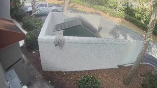 Man Faceplants While Taking Out the Trash