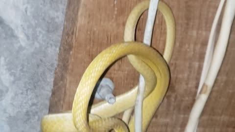 6ft yellow snake in the bathroom.