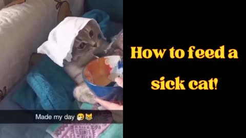 How to feed a sick cat!