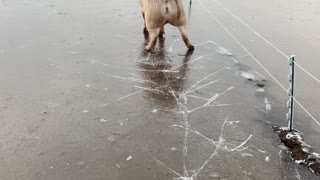 Pig Walks on Ice