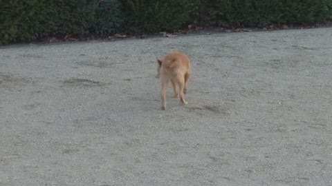 cute female Podengo Podenco spanish dog with nice brown eyes