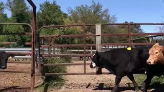 Weaned steers