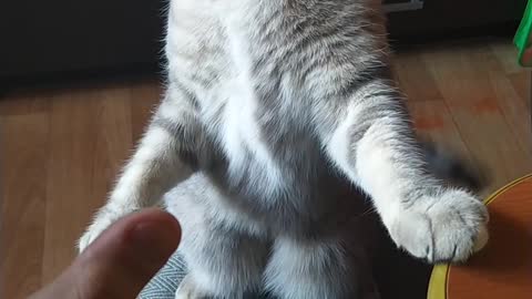 Playing funny cat