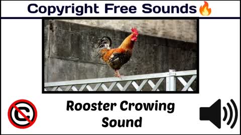 Rooster Crowing Sound / Popular Animal Sounds #royaltyfree /[ Copyright Free Animal Sounds ]