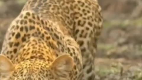 Wild animals zero distance leopard