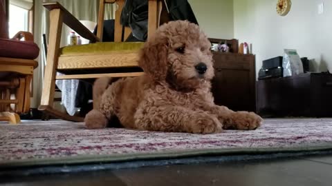 Talking Golden Doodle SOOO Cute !!!!