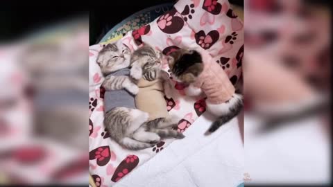 Baby Cats compilation funny videos